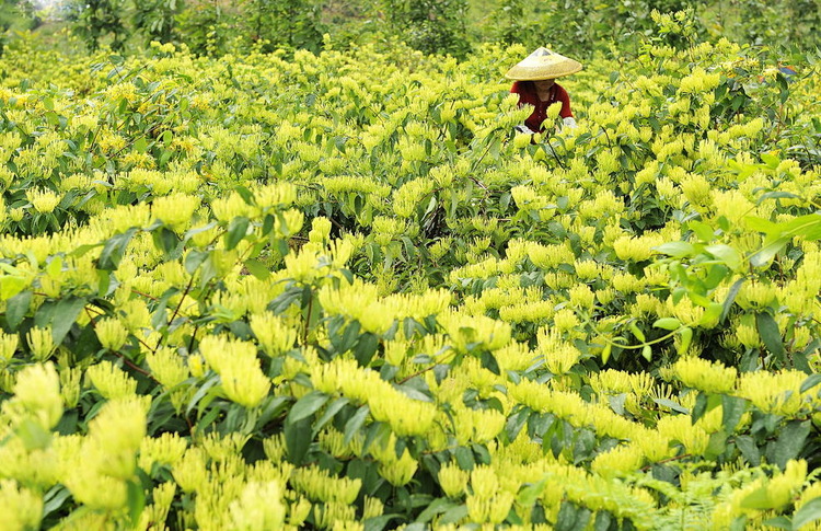 金银花种植