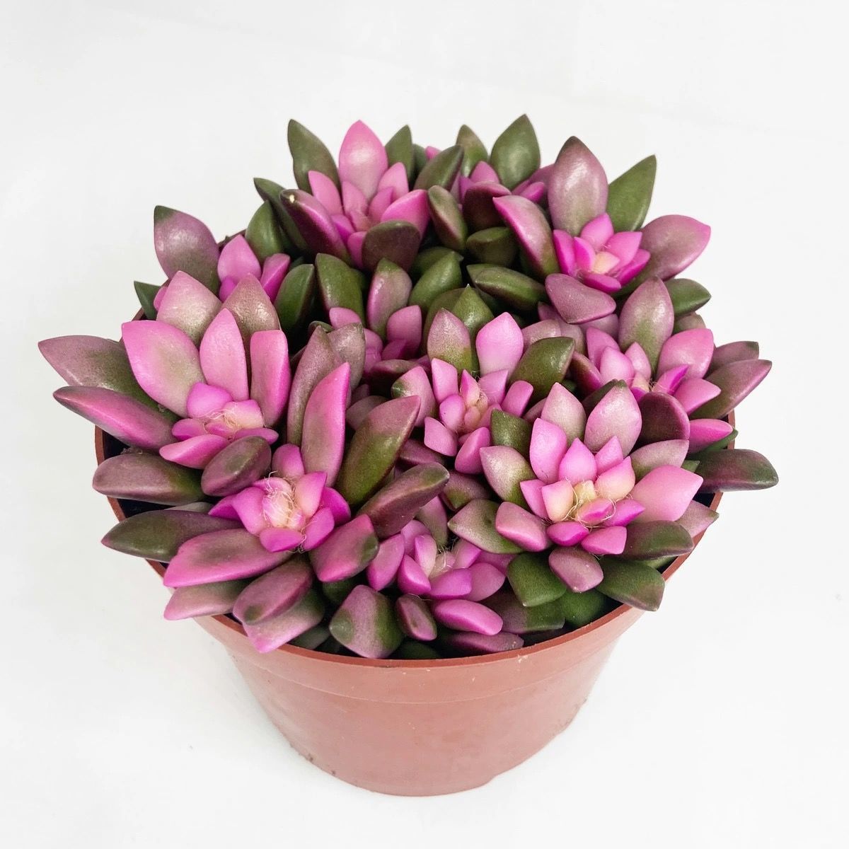 多肉专用营养土