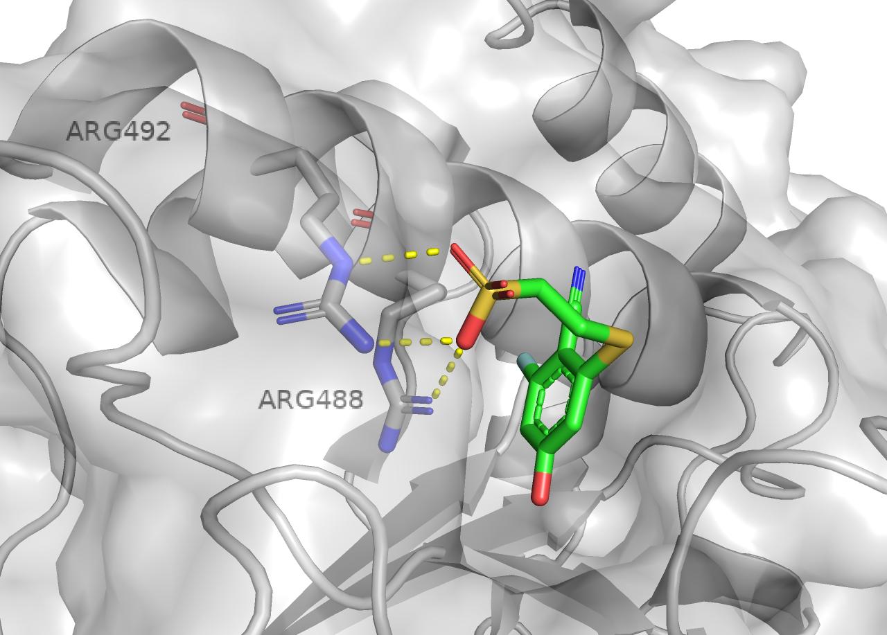 分子对接与蛋白互作分析图 - 显示小分子与蛋白质ARG492和ARG488残基形成氢键相互作用