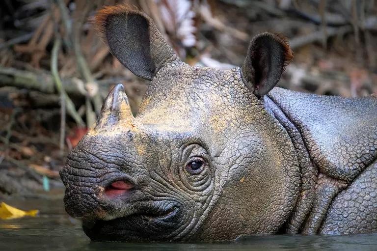 Javan Rhinoceros