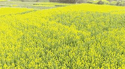 乡村春天花海
