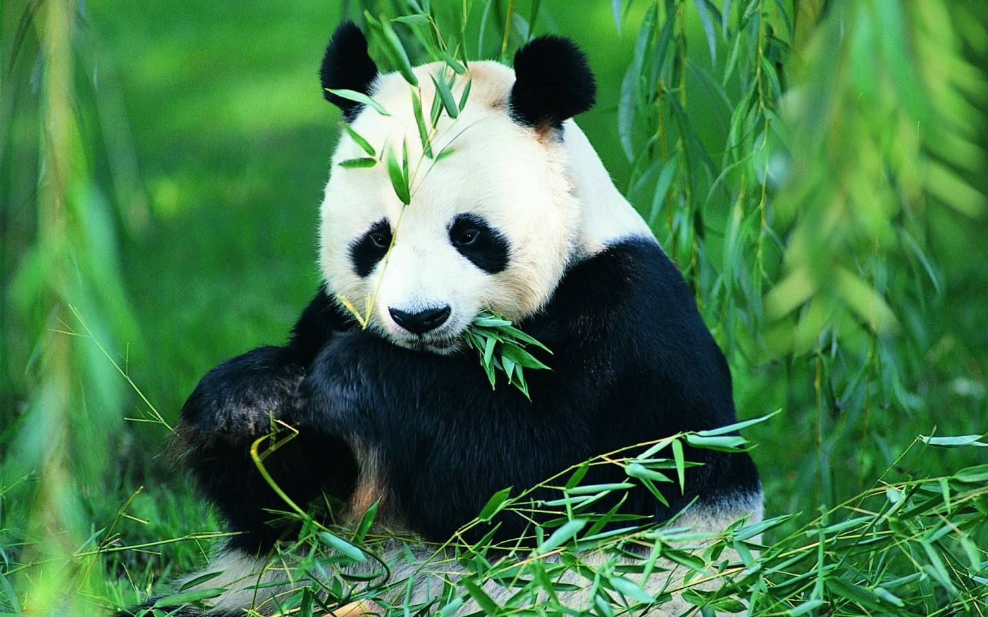 Giant Panda