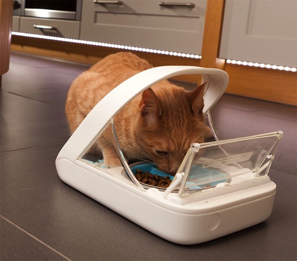 Cat using RFID feeder