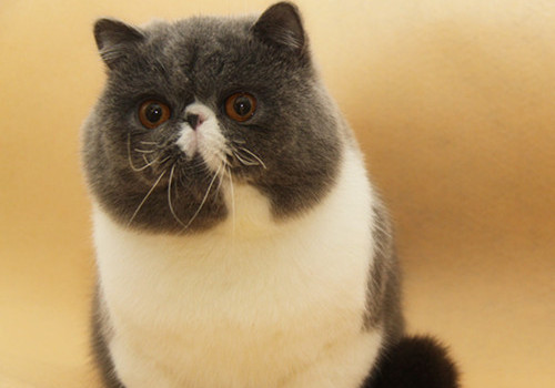 猫咪5