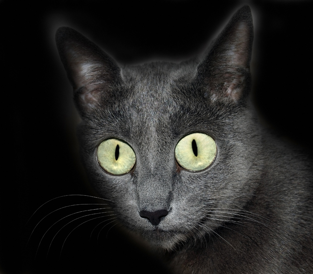 Russian Blue