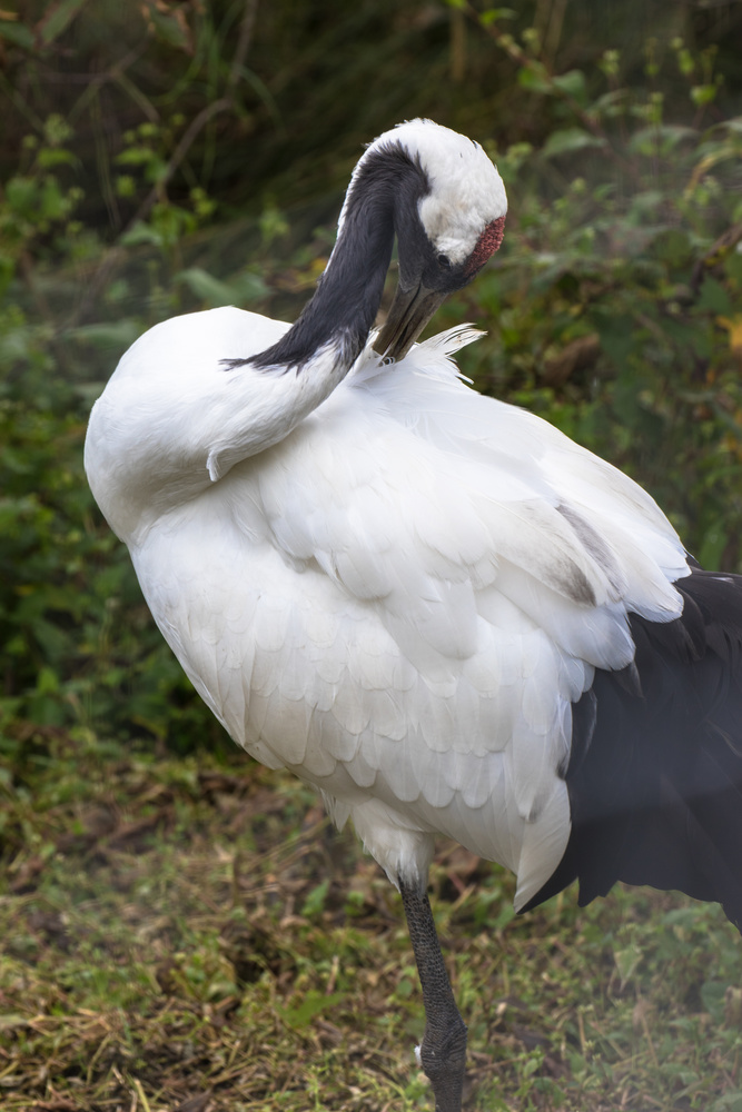 Red-crowned Crane