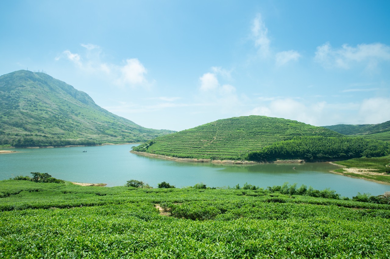 茶园风光