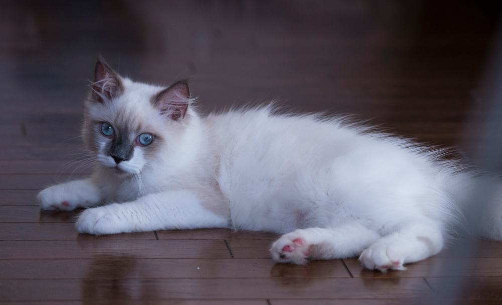Ragdoll