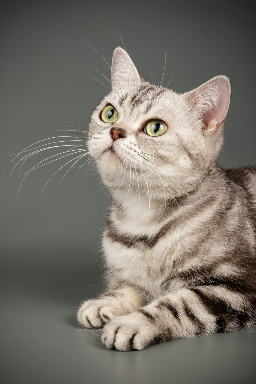 American Shorthair
